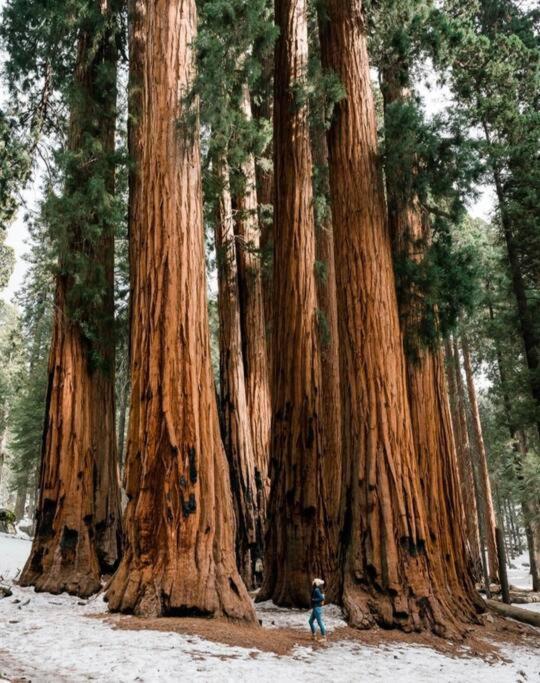 Sequoia Villa Вайселия Екстериор снимка